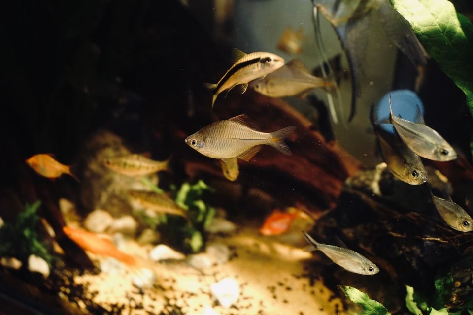 Aquarium Equipment & Aquascaping Supply | Aqualume